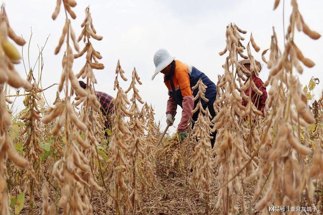 暴降100%，中国不买了！美国大豆滞销，外媒：搬起石头砸自己的脚