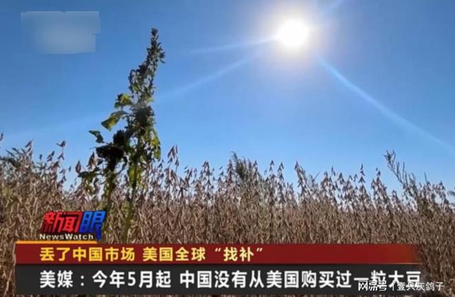暴降100%，中国不买了！美国大豆滞销，外媒：搬起石头砸自己的脚