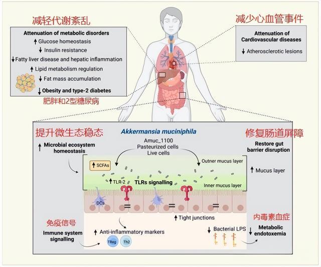 打破贸易壁垒!国产AKK菌反被欧美求购,外媒:中国智造不容小觑 打破贸易壁垒!国产AKK菌反被欧美求购,外媒:中国智造不容小觑